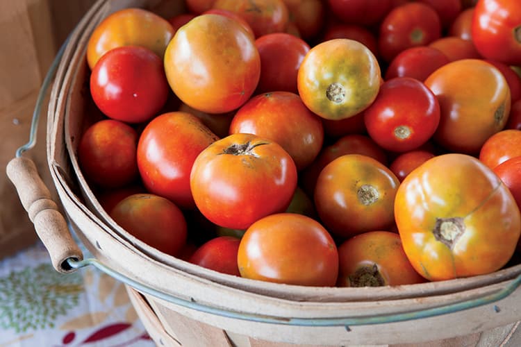 Basket of fresh farm tomatoes